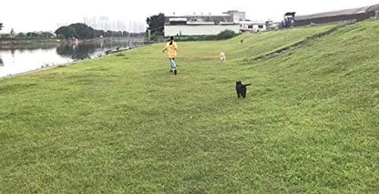 AMAGOOD Dog/Puppy Obedience Recall Training Agility Lead-15 ft 20 ft 30 ft 50 ft Long Leash-for Dog Training,Tie Out,Play,Safety,Camping (15Feet x 1Inch, Orange)