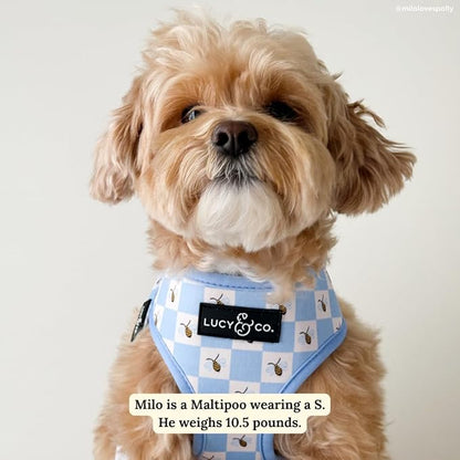 Lucy & Co. Bumbling Around Reversible Dog Harness, Adjustable Comfort Fit with Dual Leash Attachments, Large