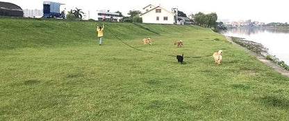 AMAGOOD Dog/Puppy Obedience Recall Training Agility Lead-15 ft 20 ft 30 ft 50 ft Long Leash-for Dog Training,Tie Out,Play,Safety,Camping (50Feet x 1Inch, Blue)