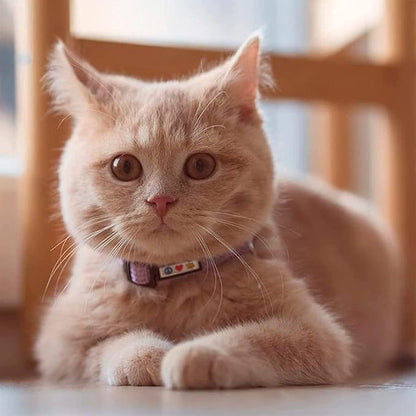 Pawtitas Reflective Purple Cat Collar with Safety Buckle and Removable Bell for Kitten and Cats