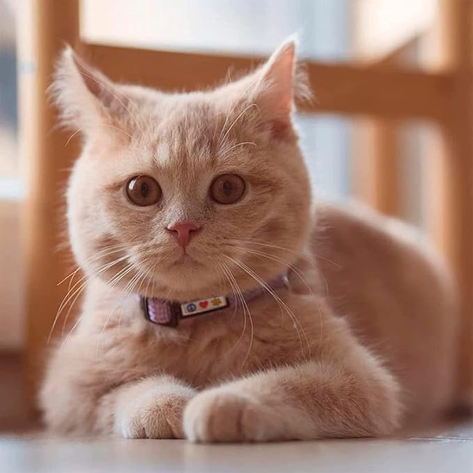 Pawtitas Reflective Purple Cat Collar with Safety Buckle and Removable Bell for Kitten and Cats Orchid