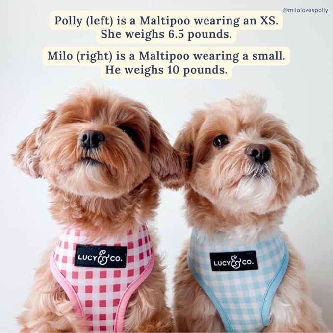Lucy & Co. Cute Reversible Dog Harness Walking Halter - Best Designer Pet Harnesses for XS - XL Dogs - Padded Adjustable Vest for Easy Walking (Medium, Ballet Bows - White & Pink Bows)