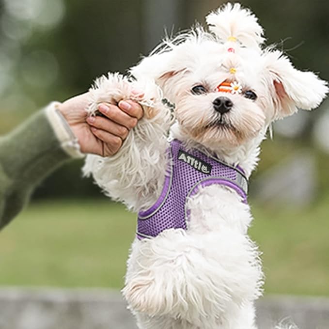 AIITLE Dog Harness, No-Pull Cat Harness with a Leash, Adjustable Reflective Dog Vest, Cat Harness Escape Proof, Outdoor Walking, Running,Training for Extra Small Dogs and House Cats Purple XXXS