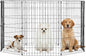 FDW 36 Inch Dog Pen 8 Panel Dog Playpen Indoor Outdoor Metal Puppy Pet Fence Portable Folding Animal Exercise Fence,Black