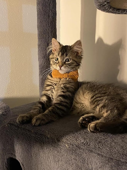2 Pack Soft Corduroy Cat Collars with Bow Tie & Bell Adjustable Breakaway Bowtie Kitten Collar for Girl Boy Kittens(Orange & Dark Green)