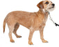 PetSafe Gentle Leader Headcollar No-Pull Dog Collar - Helps Improve Walks - Durable Nylon Construction - Padded Nose Loop - Adjustable Fit - Comfort Walking Halter - Small, Silver
