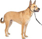 PetSafe Gentle Leader Headcollar No-Pull Dog Collar - Helps Improve Walks - Durable Nylon Construction - Padded Nose Loop - Adjustable Fit - Comfort Walking Halter - Medium,Charcoal,(Pack of 6)