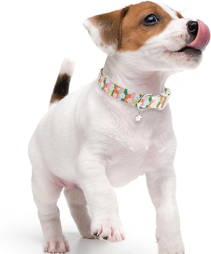 Faygarsle Colorful Floral Dog Collar, Cotton Fabric with Daisy Pattern, Multi-Color Stripes Spring Summer Design for Small Medium Large Dogs M
