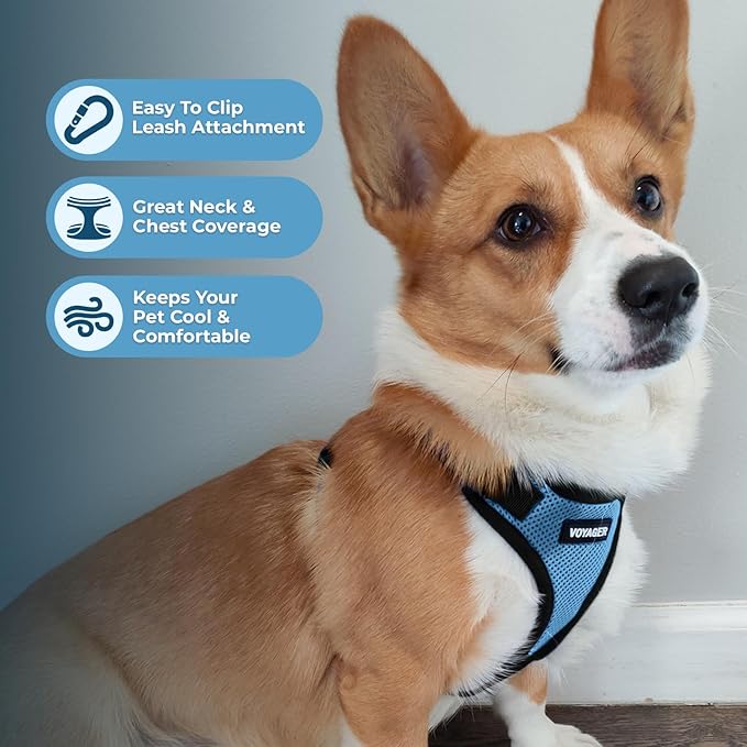 Voyager Step-in Pet Harness - All Weather Mesh, Adjustable Step in Harness for Cats and Dogs by Best Pet Supplies - Baby Blue/Black Trim, XS