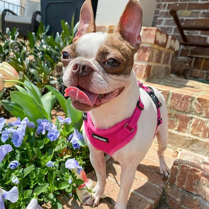 Voyager Step-in Pet Harness - All Weather Mesh, Adjustable Step in Harness for Cats and Dogs by Best Pet Supplies - Fuchsia, L