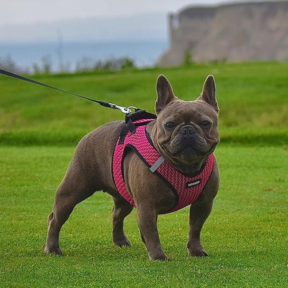 Voyager Step-in Air Dog Harness - All Weather Mesh Step in Vest Harness for Small and Medium Dogs by Best Pet Supplies - Harness (Fuchsia 2-Tone), X-Large