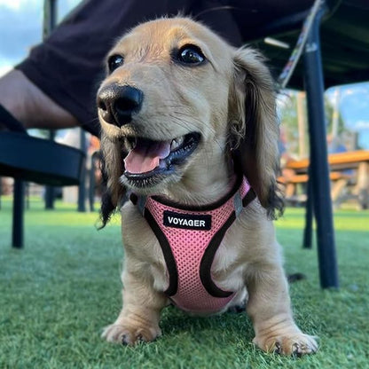 Best Pet Supplies - All Weather Mesh / Plush, Reflective, No Pull Harness for Small, Medium Dogs, Cats - Secure with Hook & Loop Fastener, Buckle, Double D-Rings - Pink/Black Trim, XS