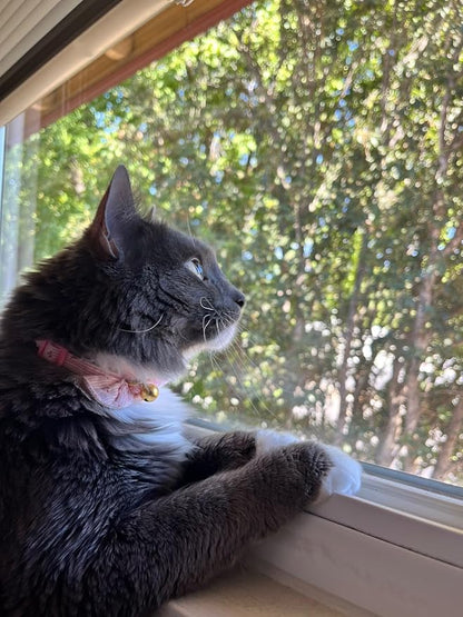 Cotton Bowtie Cat Collar with Bell 2 Pack Adjustable Breakaway Kitten Collars with Removeable Bow Pink Girl Cat Collars