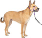 PetSafe Gentle Leader Headcollar No-Pull Dog Collar - Helps Improve Walks - Durable Nylon Construction - Padded Nose Loop - Adjustable Fit - Comfort Walking Halter - Medium, Deep Purple