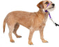 PetSafe Gentle Leader Headcollar No-Pull Dog Collar - Helps Improve Walks - Durable Nylon Construction - Padded Nose Loop - Adjustable Fit - Comfort Walking Halter - Small, Deep Purple