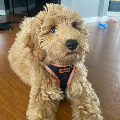 Voyager Step-in Air Dog Harness - All Weather Mesh Step in Vest Harness for Small and Medium Dogs by Best Pet Supplies - Orange Trim, M (Pack of 2)