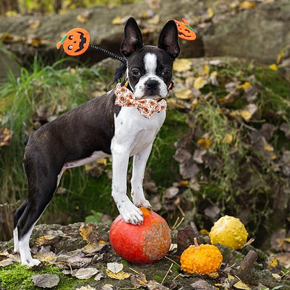 Dog Collar - Thanksgiving Turkey Pet Collar Bowtie Gift Cotton Cute Bow Collar Adjustable Metal Buckle Soft Puppy Collars for Large Dogs