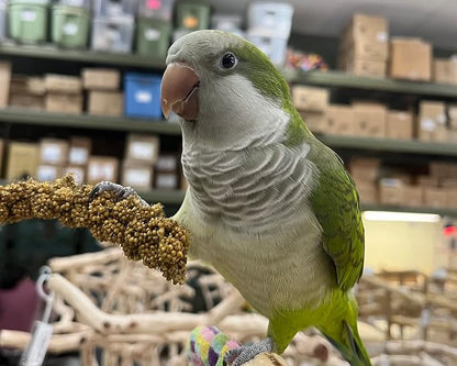 Birds LOVE Economy Special Spray Millet - GMO-Free (No Stems Only Edible Tops) for Birds Cockatiel, Lovebird, Parakeet, Finch, Canary All Parrots Healthy Treat 7oz - Pack of 4