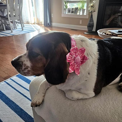 Lionheart Glory Dog Collar, Pink Dog Collar with Flower, Cute Floral Pattern Pet Collar Adjustable Pet Collar for X-Small Dogs