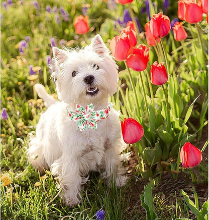 Lionheart glory Dog Collar Flowers Collar Floral Dog Collar with Flower Spring Summer Cute Collar Dog Boy or Girl Dog Collars Soft Durable Adjustable Dog Collars for Large Dogs, Red Roses