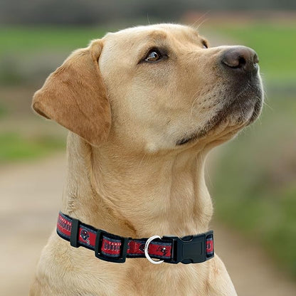 Pets First NFL Tampa Bay Buccaneers Licensed PET COLLAR, Small - Heavy-Duty, Strong, and Durable Dog Collar. Available in 31 Football Teams and 4 Sizes