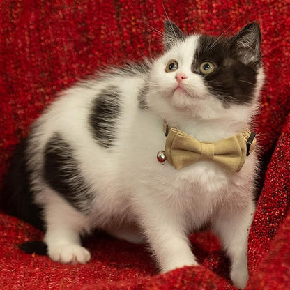 Collar for Cat Pet Breakaway with Bell Bowtie Detachable Bow Adjustable Safety Kitten Puppy Girl Boy 2pcs Beige Leopard & Pure