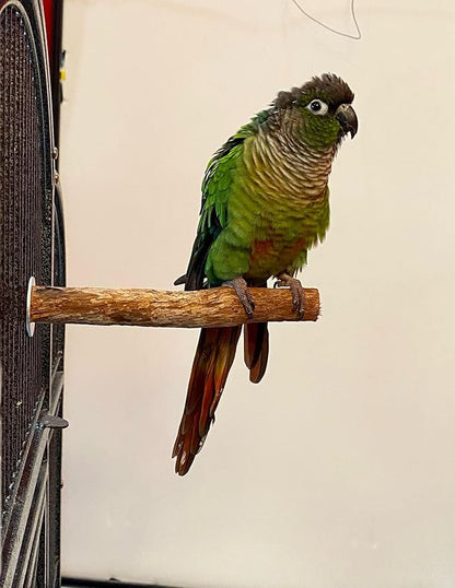 Polly's Hardwood Bird Perch, X-Small