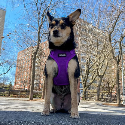 Voyager Step-in Pet Harness - All Weather Mesh, Adjustable Step in Harness for Cats and Dogs by Best Pet Supplies - Purple, M