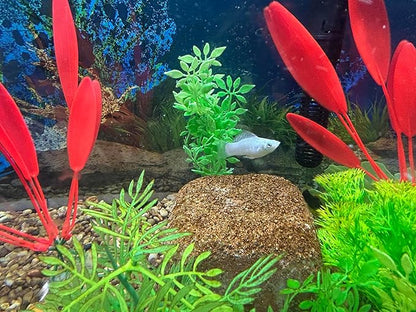 Aquarium Stone for Natural Water Clarification and Odor Removal Featuring Beneficial Bacteria (Medium)