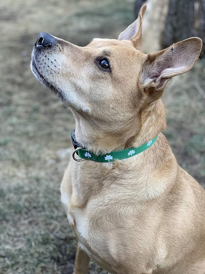 Native Pup St Patricks Dog Collar- Saint Patrick Green Shamrock Pet Collars- St. Patrick’s Lucky Irish- Cute Boy Girl Puppy Gift- Adjustable for Small, Medium, Large Breeds (Shamrock, Large)