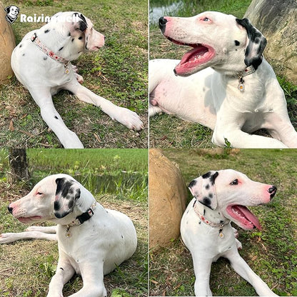 Cute Dog Collar Beige Flower Pattern for Boys and Girls Holiday Dog Collars Summer Fall Gift Adjustable for Medium to X-Large Breed Dogs (L)
